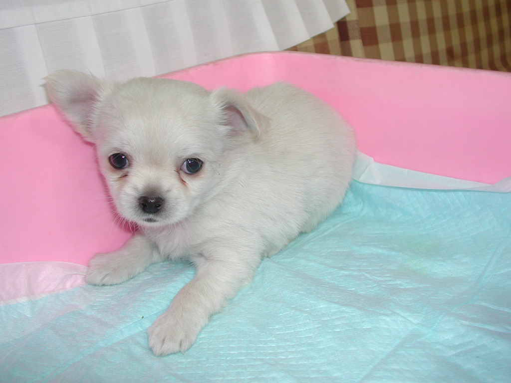 子犬ブリーダーチワワ、ダックス、ヨーキー等の格安子犬販売情報 子犬ブリーダーチワワ、ダックス、ヨーキー等の格安子犬販売情報
