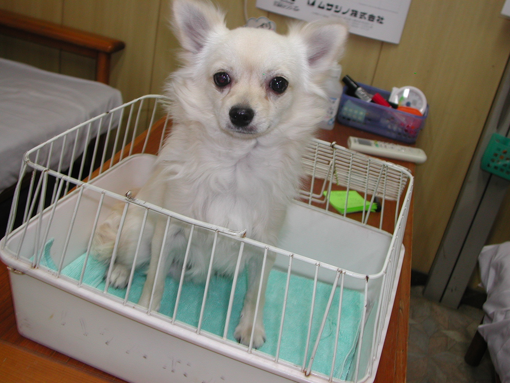 【NEW限定品】 子犬ブリーダーチワワ、ダックス、ヨーキー等の格安子犬販売情報 カードダスその他