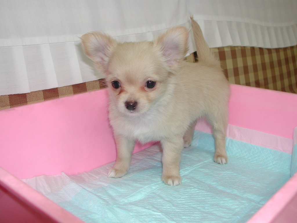 子犬ブリーダーチワワ、ダックス、ヨーキー等の格安子犬販売情報