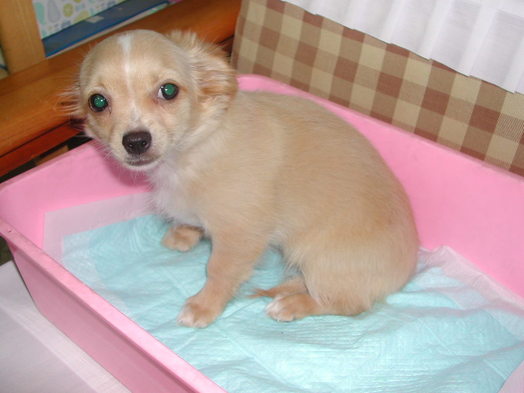 ���̑� NO 11972