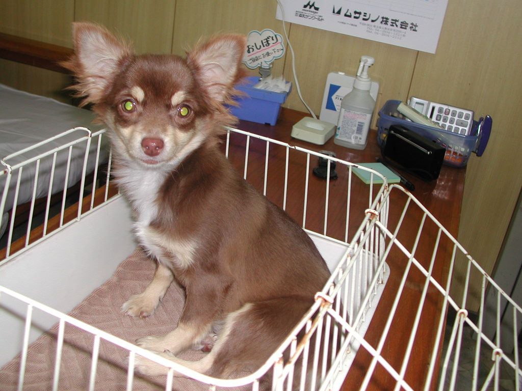 �`�����E�����O NO 11988