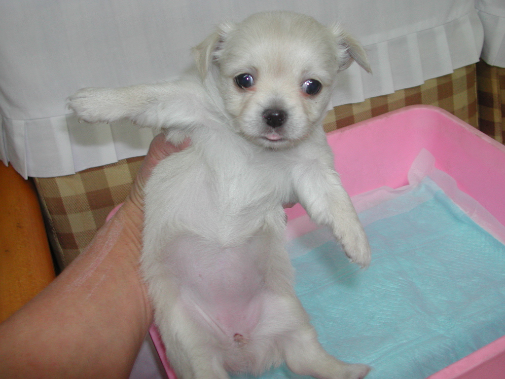 �`�����E�����O NO 11990