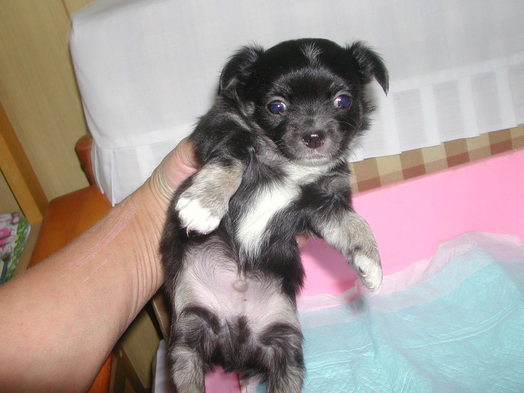 �`�����E�����O NO 11991