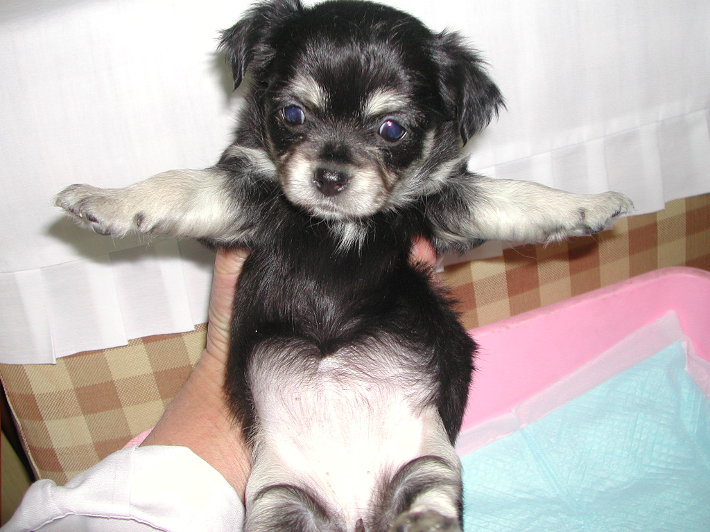 �`�����E�����O NO 11992