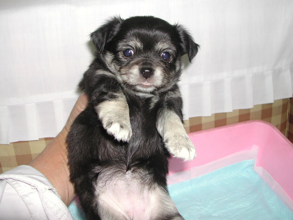 �`�����E�����O NO 11993