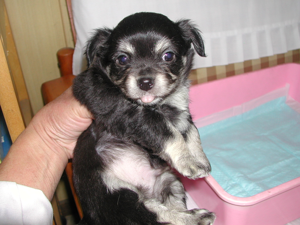 �`�����E�����O NO 11994