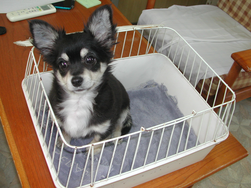 �`�����E�����O NO 11994