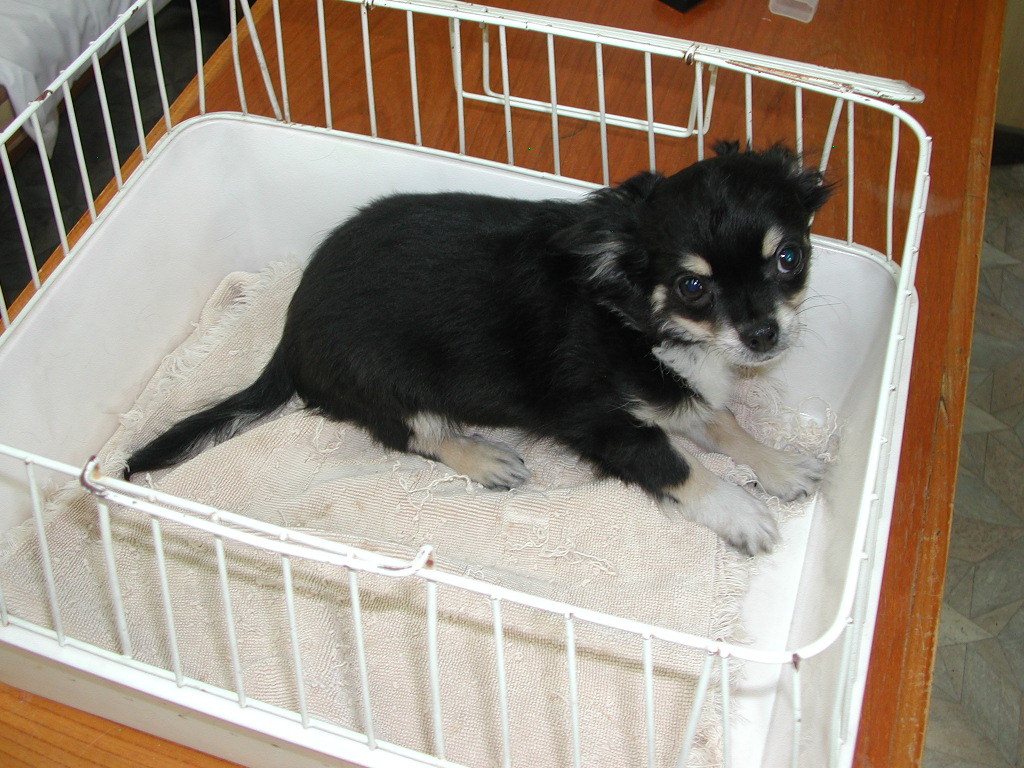 �`�����E�����O NO 11996