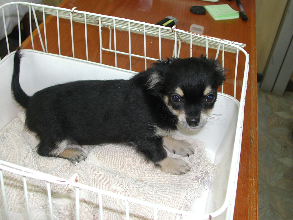 �`�����E�����O NO 11995