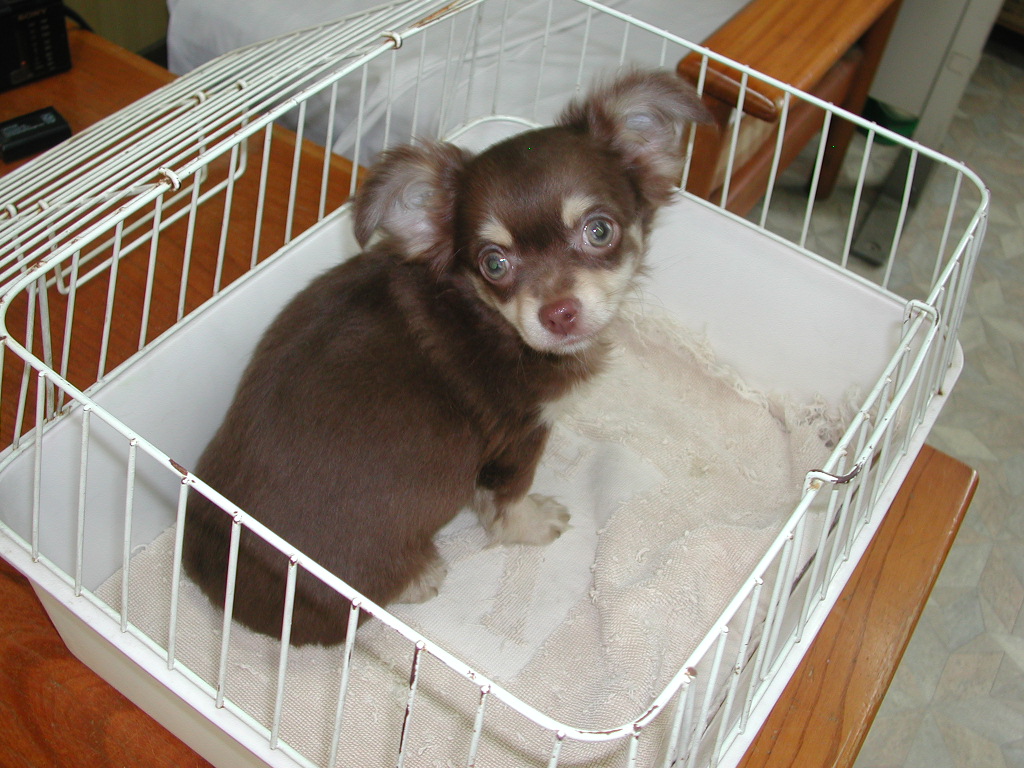 �`�����E�����O NO 11997