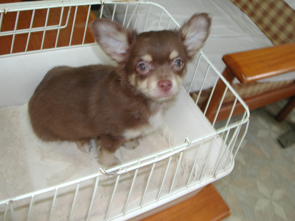 �`�����E�����O NO 11998