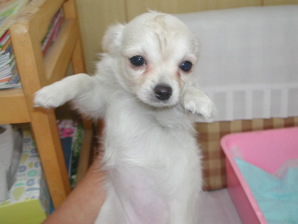 �`�����E�����O NO 12013