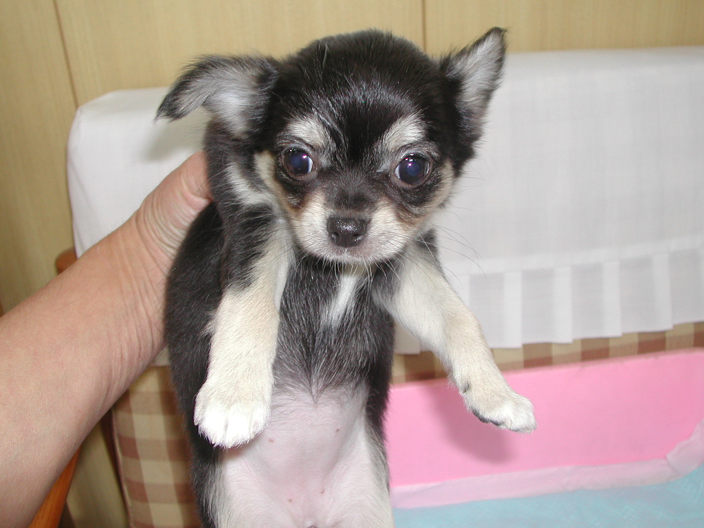 �`�����E�����O NO 12014