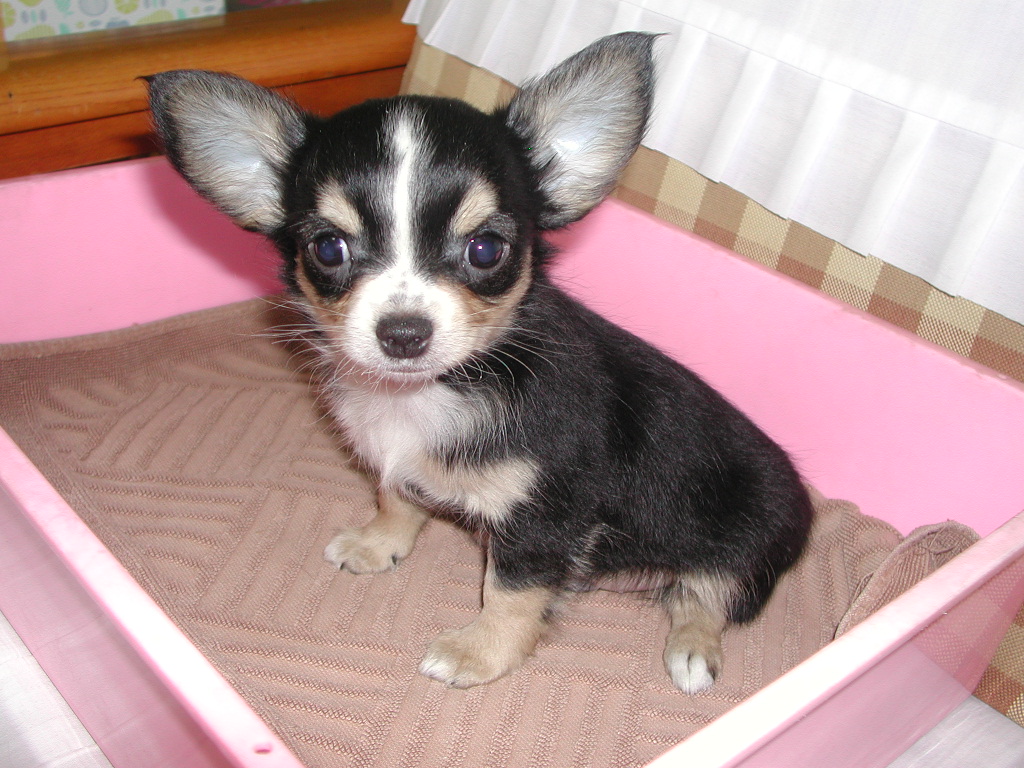 �`�����E�����O NO 12015