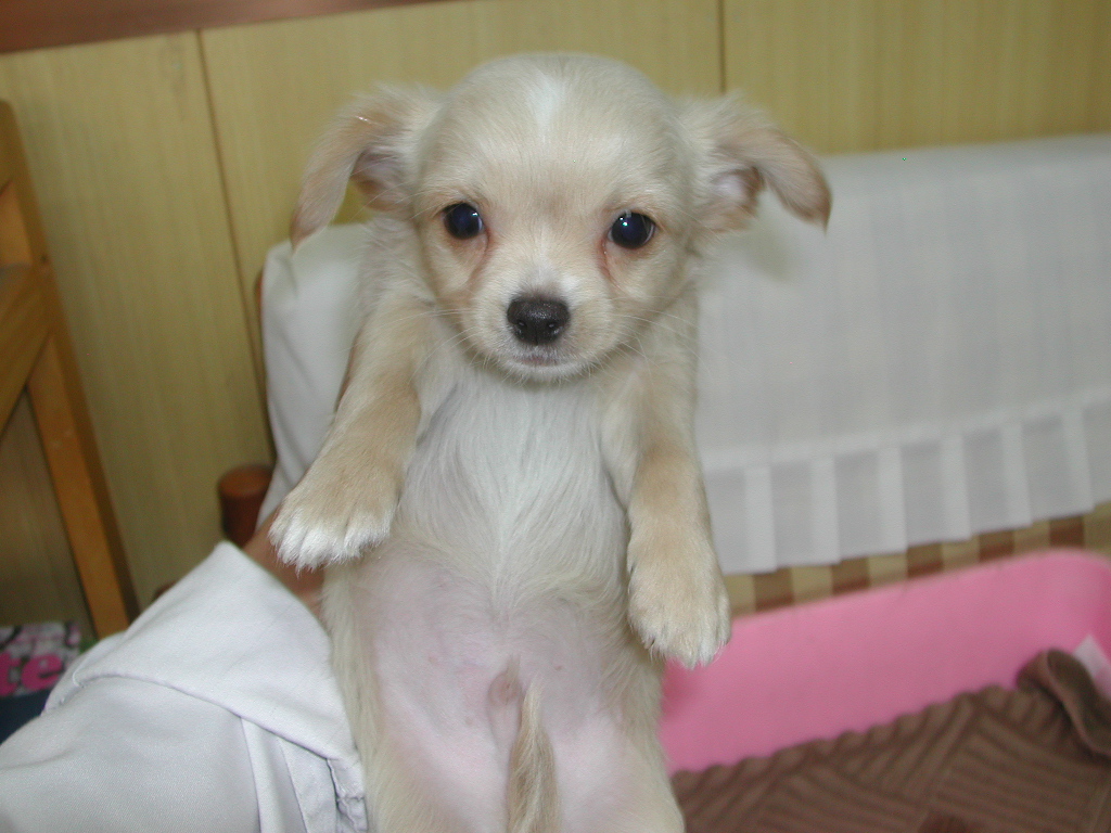 �`�����E�����O NO 12016