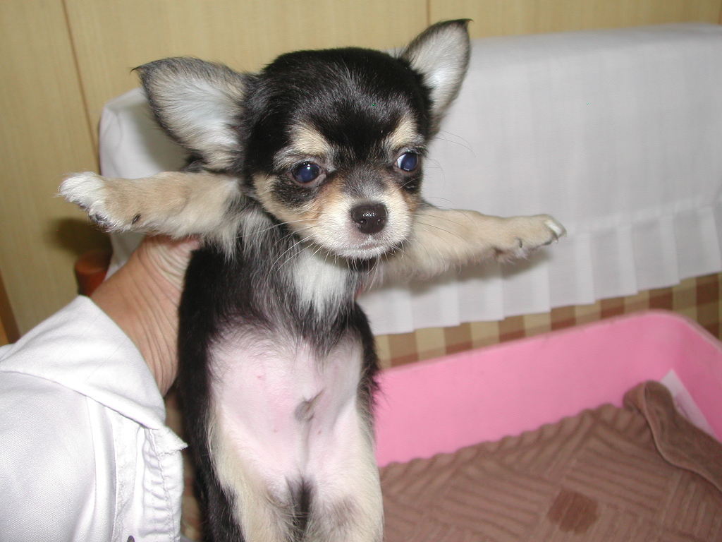 �`�����E�����O NO 12017